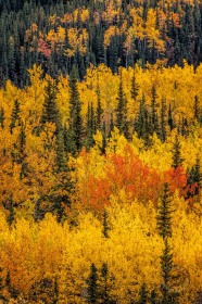 Autumn textures in Denali FC9759 Autumn textures in Denali FC9759