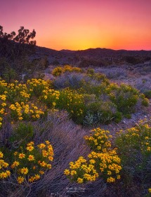 Brittlebush flowers and sunrise LA7521 Brittlebush flowers and sunrise LA7521