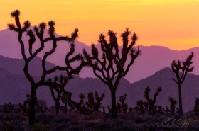 Joshua Trees at Sunset LA7527 Joshua Trees at Sunset LA7527