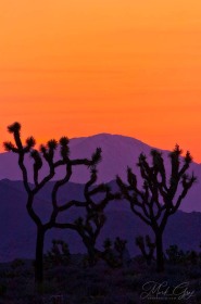 Joshua Trees at Sunset II LA7543 Joshua Trees at Sunset II LA7543