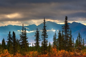 Cantwell Backlit Spruce LA9084 Cantwell Backlit Spruce LA9084