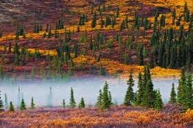 Denali Spruce in Fall Fog LA9090