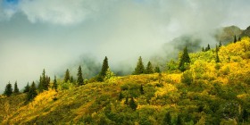 Autumn spruce cloudy hillside LA9161 Autumn spruce cloudy hillside LA9161