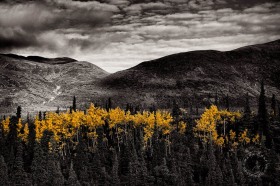 Yellow Aspens and Alaskan hillsides LA9544 Yellow Aspens and Alaskan hillsides LA9544