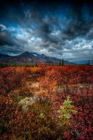 Baby Spruce and Alaskan Range LA9774 Baby Spruce and Alaskan Range LA9774