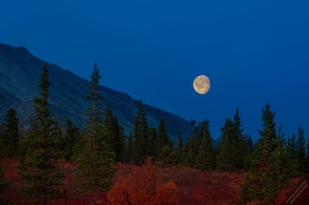 Moon over Denali in Autumn LA10692 Moon over Denali in Autumn LA10692