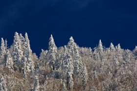 Snow Conifer Forest TR8294 Snow Conifer Forest TR8294