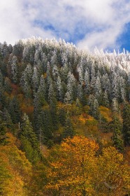 Snowcap hillside in fall TR8296 Snowcap hillside in fall TR8296