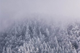 Snow Pines in the Clouds TR8297 Snow Pines in the Clouds TR8297