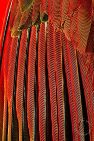 Northern Cardinal Feathers BI9157 Northern Cardinal Feathers BI9157