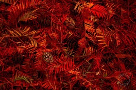 Redwood Needles and Cones LE10045 Redwood Needles and Cones LE10045