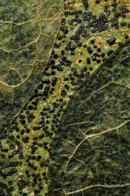 Lichen & leaves PL6694 Lichen & leaves PL6694