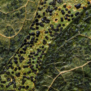 Lichen & leaves PL6694 Lichen & leaves PL6694