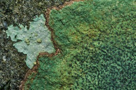 Lichen pattern on rock PL6700 Lichen pattern on rock PL6700
