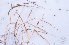 Grass seeds in snow PL6857 Grass seeds in snow PL6857