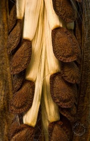 Butterfly weed seedpod PL8645 Butterfly weed seedpod PL8645