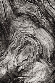 Warm tone driftwood RO9473 Warm tone driftwood RO9473