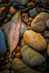Autumn leaf with river rocks RO9726 Autumn leaf with river rocks RO9726