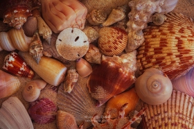 Shell Collection SL10606 Shell Collection SL10606