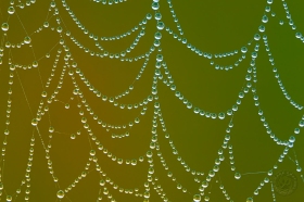 Dew Drops on Spider Web SW10691 Dew Drops on Spider Web SW10691
