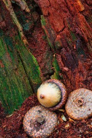 Decaying Log and Acorns TR10336 Decaying Log and Acorns TR10336