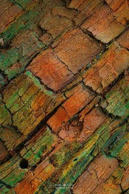 Nurse Log Abstract TR10337 Nurse Log Abstract TR10337