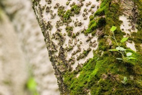 Poplar Tree and Moss TR10392 Poplar Tree and Moss TR10392