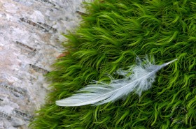 Birch, moss, and feather TR7752 Birch, moss, and feather TR7752