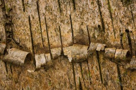 Yellow Birch Curls TR8854 Yellow Birch Curls TR8854