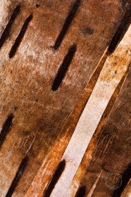 Birch Bark Tear TR9213 Birch Bark Tear TR9213