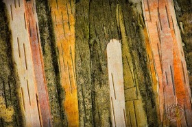 Birch layers TR9291 Birch layers TR9291