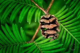 Metasequoia Dawn Redwood cone and branch TR9741 Metasequoia Dawn Redwood cone and branch TR9741