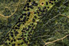 Lichen & leaves PL6694 Lichen & leaves PL6694
