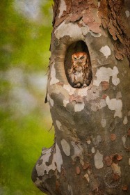 Eastern Screech Owl in Sycamore BI10140 Eastern Screech Owl in Sycamore BI10140