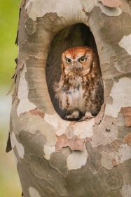 Eastern Screech Owl in Sycamore BI10140 Eastern Screech Owl in Sycamore BI10140