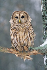 Barred Owl in Winter BI1049 Barred Owl in Winter BI1049