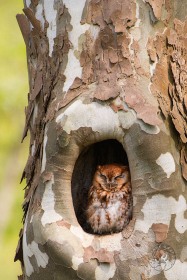 Eastern Screen Owl sleeping in Sycamore cavity BI10510 Eastern Screen Owl sleeping in Sycamore cavity BI10510
