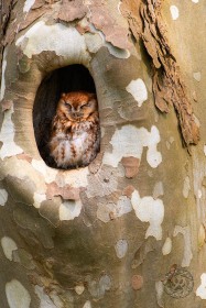 Eastern Screen Owl sleeping in Sycamore cavity BI10511 Eastern Screen Owl sleeping in Sycamore cavity BI10511