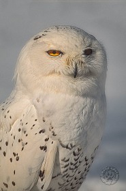 Snowy Owl portrait BI1127 Snowy Owl portrait BI1127