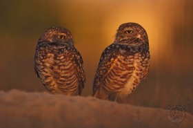 Burrowing Owl pair BI3110 Burrowing Owl pair BI3110