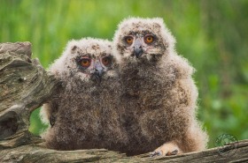 Eagle Owl chicks BI3899 Eagle Owl chicks BI3899