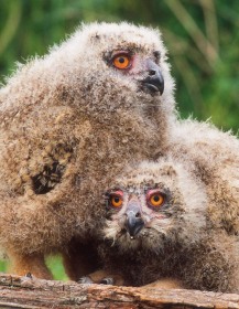 Eagle Owl chicks BI3990 Eagle Owl chicks BI3990