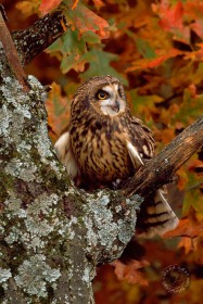 Short-eared Owl in fall color BI4247 Short-eared Owl in fall color BI4247