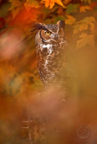 Great Horned Owl in Autumn color BI4281 Great Horned Owl in Autumn color BI4281