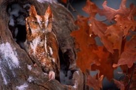 Eastern Screech Owl (red morph) in tree cavity BI6822 Eastern Screech Owl (red morph) in tree cavity BI6822