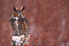 Great Horned Owl in Snowstorm BI6840 Great Horned Owl in Snowstorm BI6840