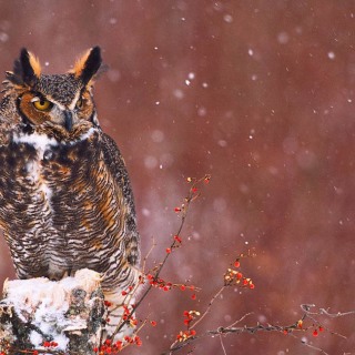 Great Horned Owl in Snowstorm BI6840