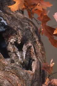 Short-eared owl in nest cavity in Autumn BI7048 Short-eared owl in nest cavity in Autumn BI7048