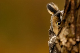 Long eared owl behind tree BI7718 Long eared owl behind tree BI7718