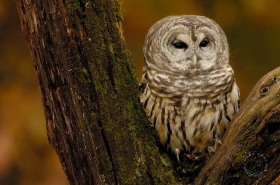 Barred Owl in tree BI7720 Barred Owl in tree BI7720